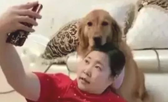 想和狗一起自拍,結果被金毛一前爪按着脑壳:别抢我摄像镜头