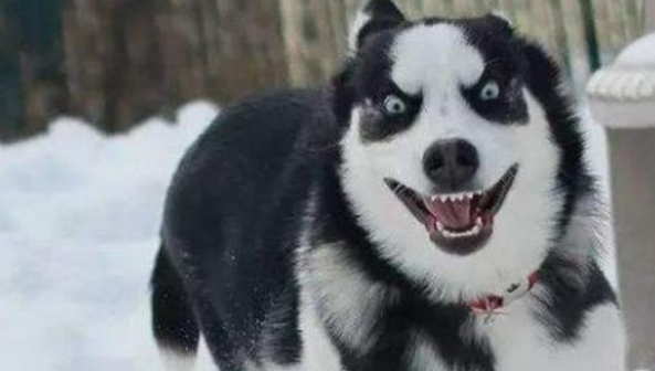 二哈碰到比格犬,狗主人都奔溃了,网民:只能认了个大爷?