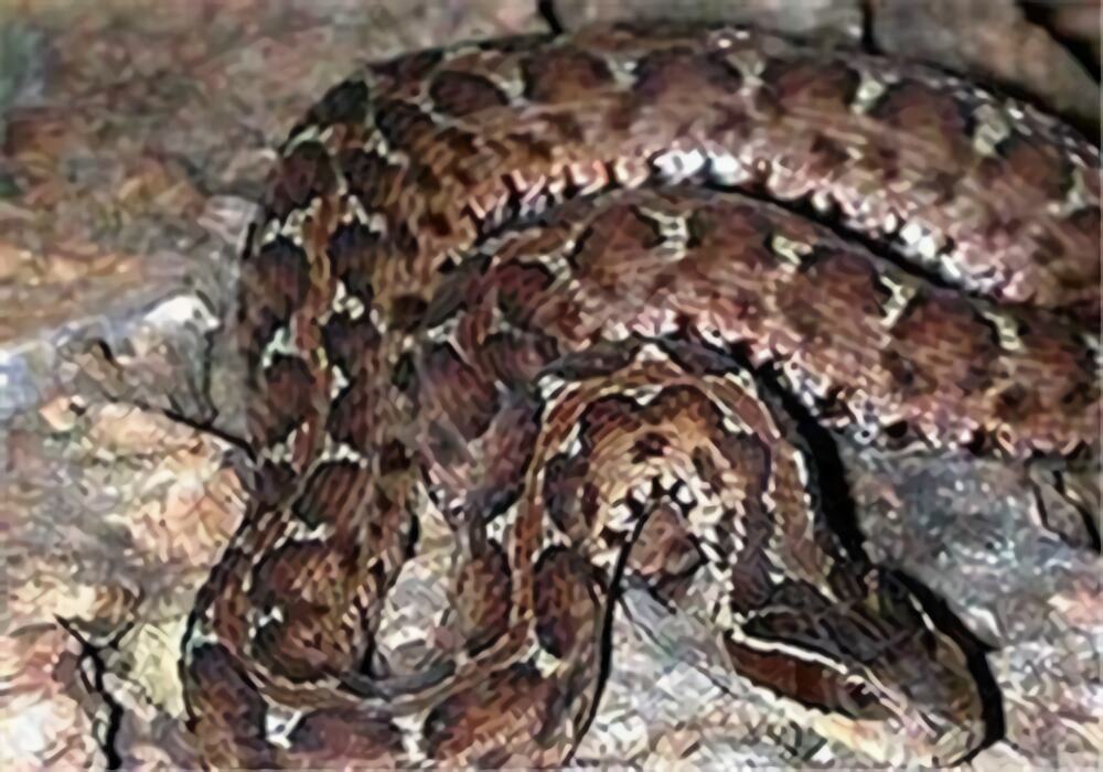 短尾腹身份信息