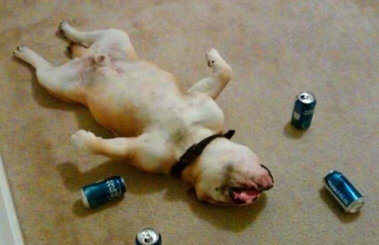 主人不开心喝起了酒,没有人一起喝便把宠物狗叫了过来,结果..