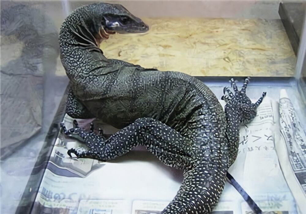 眼斑巨蜥身份信息