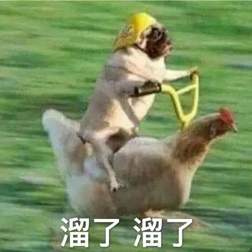 如何一句话证明你养了狗？