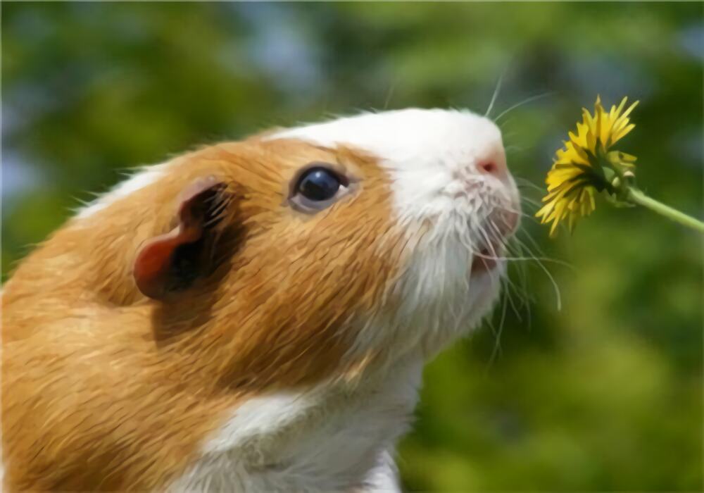 天竺鼠身份信息