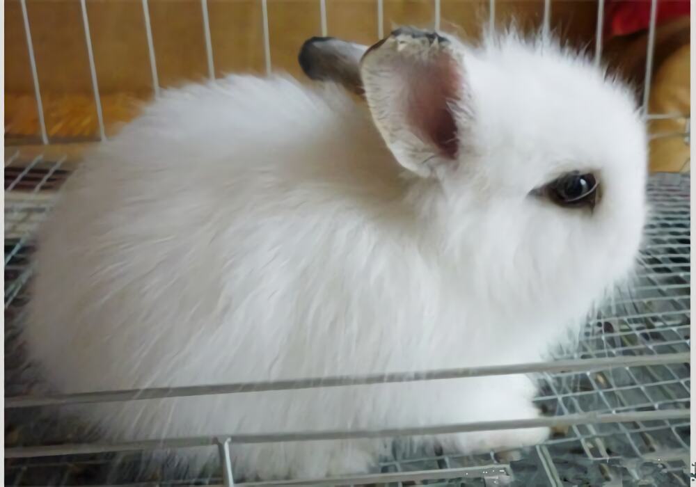 西施兔身份信息