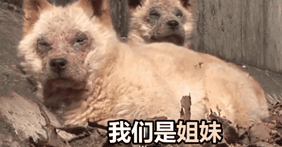 两只狗狗在水沟里等死,被救后却迟迟不肯离去,竟是因为…