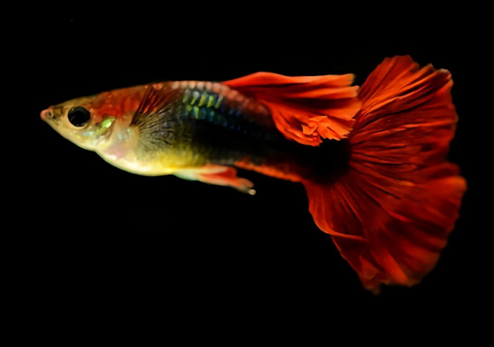 孔雀鱼身份信息