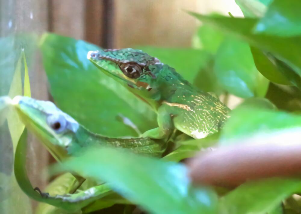 安乐蜥身份信息