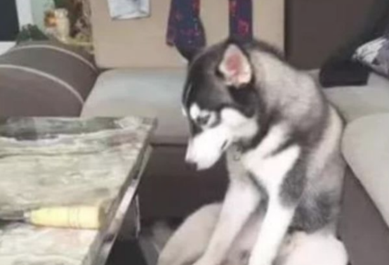 二哈把家中的桌子咬烂,主人换了张天然大理石,让二货猜疑狗生