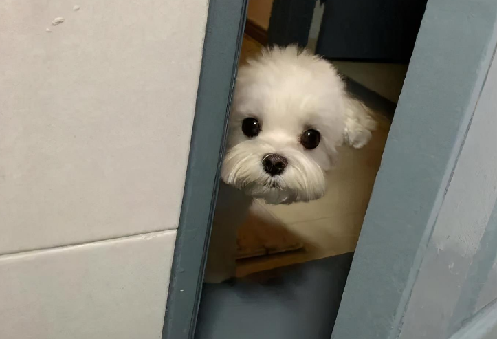 在狗狗眼里,主人上厕所不止是在拉屎,还代表这些意思!