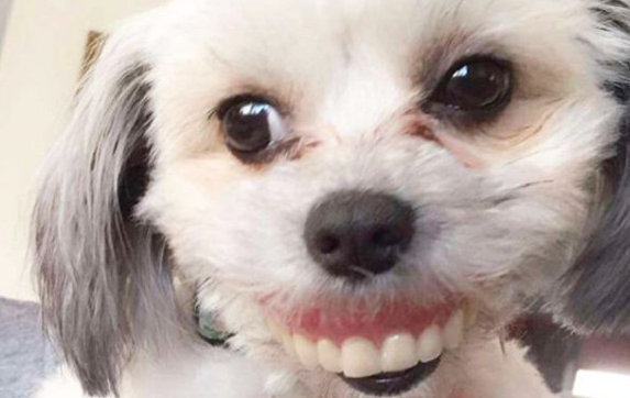 主人睡醒发现假牙消失 谁知狗子转头漏8颗牙灿笑 惹全家人笑到流泪