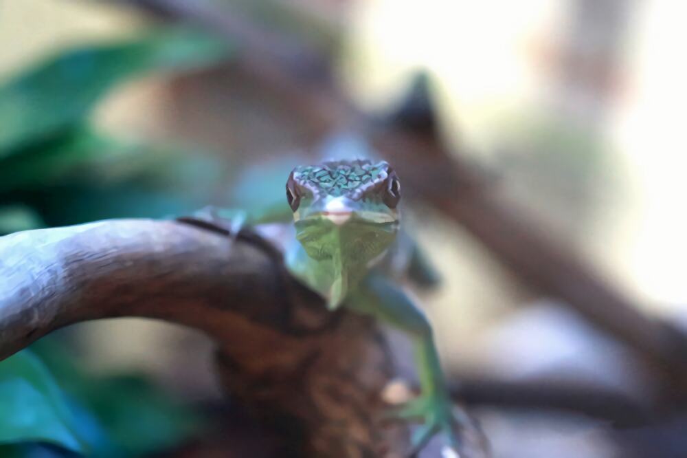 安乐蜥身份信息