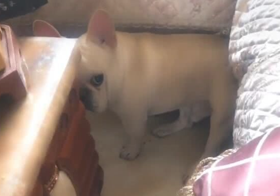 主人袭击狗狗的小屁屁,没想到却被狗咬眼神限时秒杀