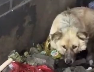 垃圾堆狗妈拼死护着自己才出生的孩子,谁也不让靠近