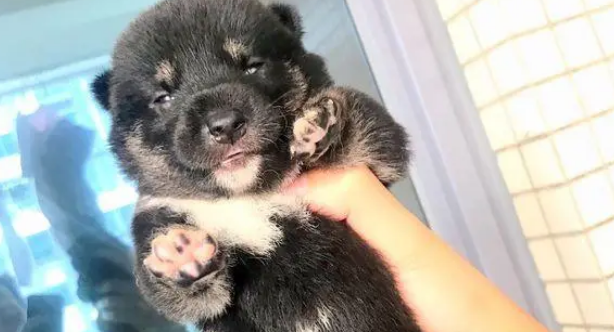 柴犬把“情人”带回了家,现在它们都已经生了小狗