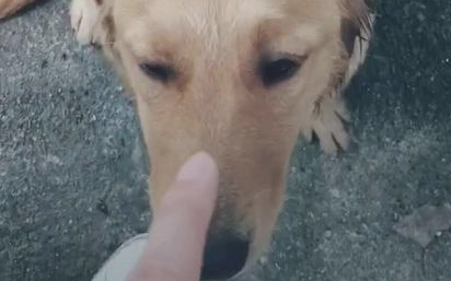 一窝狗狗5黑1黄,狗妈妈承认:生到最终一只,沒有黑墨水了