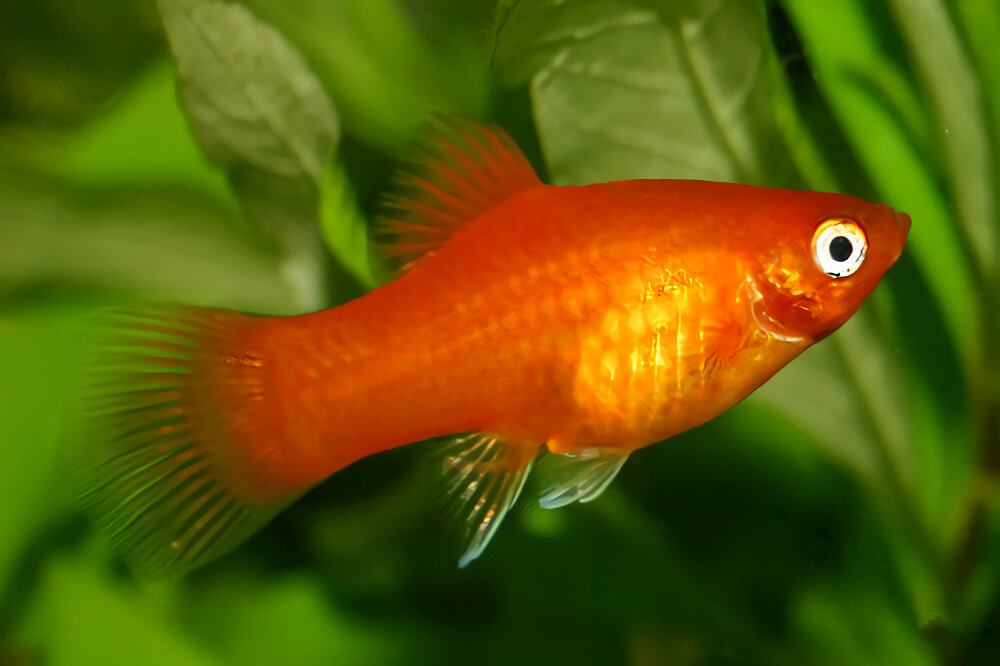 月光鱼身份信息