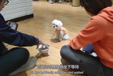 可爱小狗目露凶光：马尔济斯犬疯狂护食，连续咬人几十下后被制服