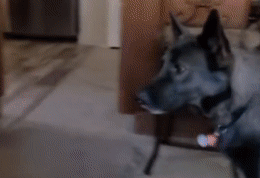 看到主人在游戏里撸狗，狗子气炸直接开骂，这是连电子醋都吃？