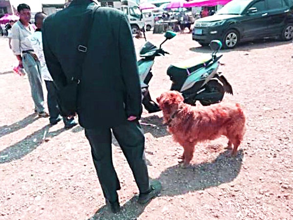 金毛犬卖300,都没人要,老人有些哽咽,但却遭到众人鄙视!