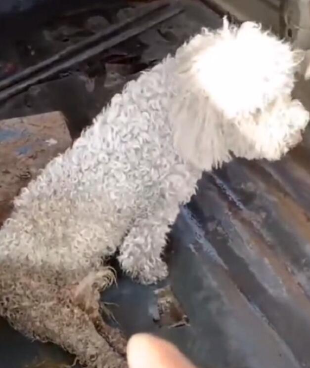 为了将车祸比熊卖上狗肉车,狗主谎称狗狗已死,救狗小姐姐:原来它这么好看