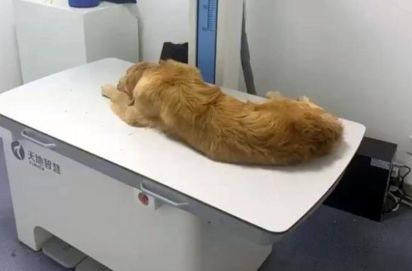 车祸后惨遭遗弃的金毛犬,身体无法动弹