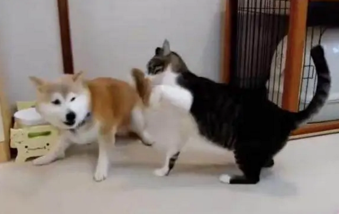 柴犬一直在挑逗喵星人,最后被拳打脚踢一顿立马靠墙待着不敢动
