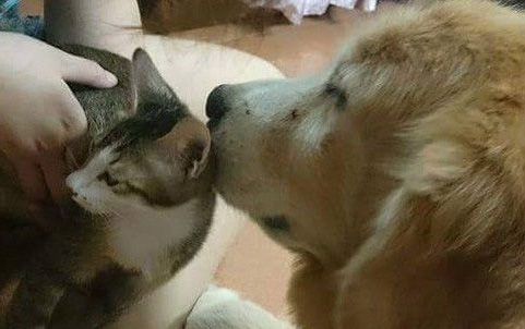 14岁黄金猎犬离世前 喵星人妹妹伸手告别