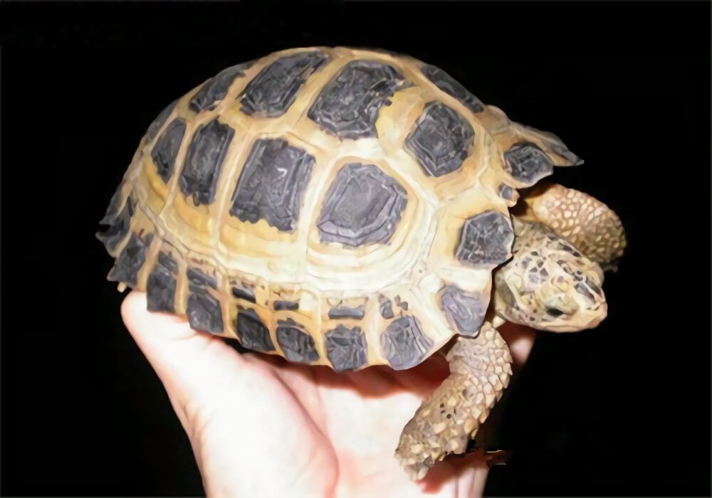 特拉凡柯陆龟身份信息