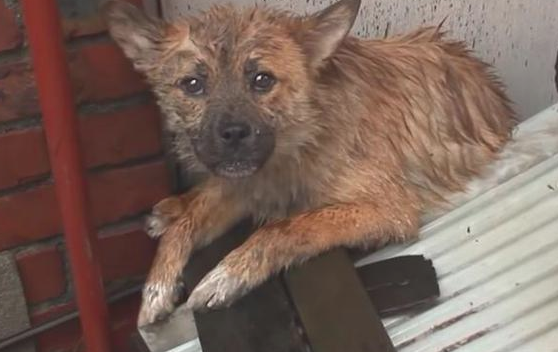 流浪犬立在楼顶围墙旁边,不许所有人挨近,掉下去时大家心都碎了