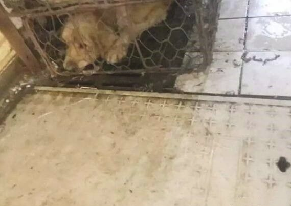 小伙子解救将要被宰的狗狗,救命恩人狗狗永生难忘!