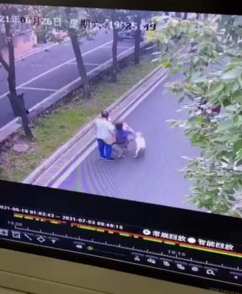 老人被未拴绳宠物狗绊倒受伤,不文明养犬行为再次引发网友热议