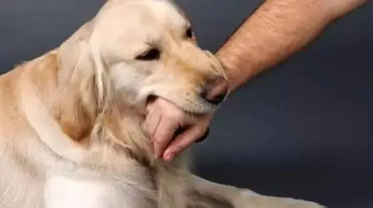 狗狗咬伤不要慌,狂犬疫苗接种小常识