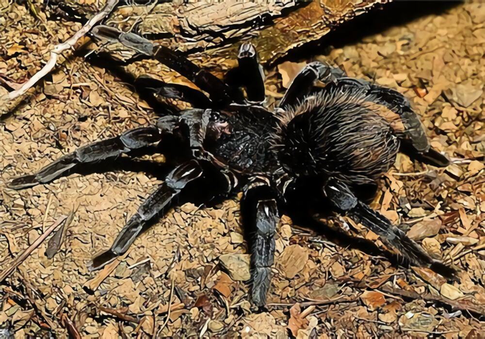 哥伦比亚黑巨人身份信息