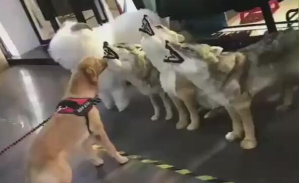 狗狗淡定从容适应假狼,却被假老虎狮子吓坏,狗脸都被丢光了!
