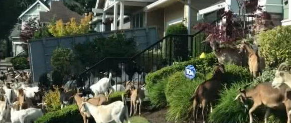 200只山羊闯住宅区逛大街啃花草牧羊犬居然跟下落跑