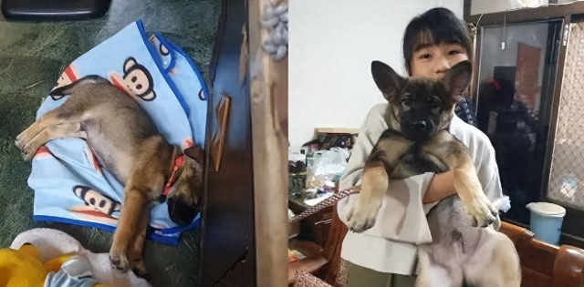 狗子原来也是Tony老师?玩偶秃头造型笑喷网友!
