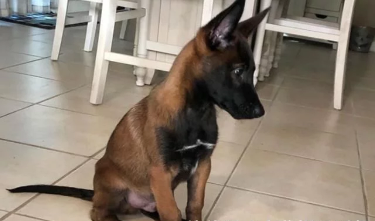 流浪狗收养后变成缉毒犬,下班后非常粘人,执勤威武的样子去哪了