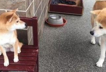 柴犬在小区里横着走,遇到秋田后,却瞬间变成大怂包