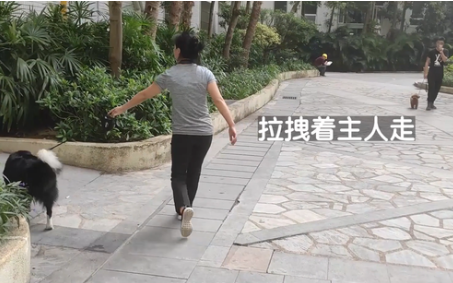 边牧犬进出电梯必扑人,训犬师上门纠正,变得一只猫都不敢扑了