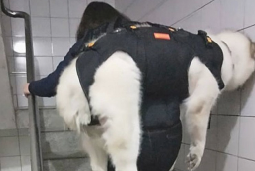 女人整体实力宠溺狗狗,竟这般带雪橇犬上下楼,网友看过惊掉下巴