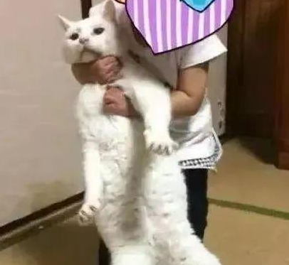 时代变了,现在猫咪的天敌不是狗,而是…