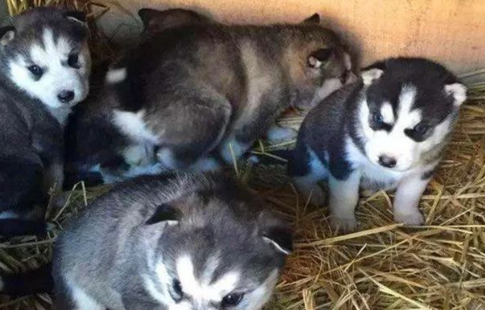 网友无意间捡5只流浪狗，结果“喜提”5只二哈