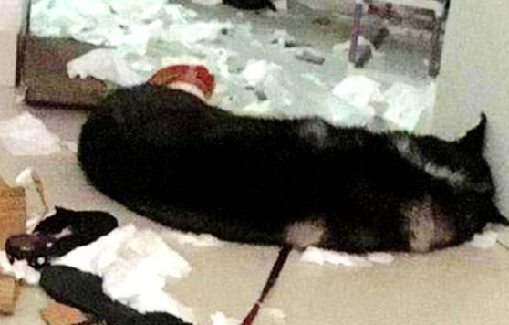 二哈拆家屡教不改,把它跟猛犬关在了一起,早上一看,笑出猪叫声
