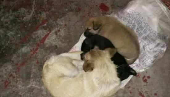 捡了一只流浪狗回家后，第二天发现门口来了几只“兄弟”找它