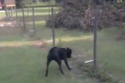 狗狗被电网电时,就和电网杠上了,下面请操纵好自身的嘴巴!