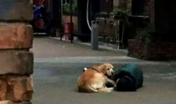 主人遛狗晕倒,金毛萨摩耶反应天差地远,其中一只就是白眼狼