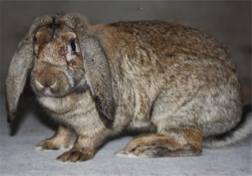 公羊兔身份信息