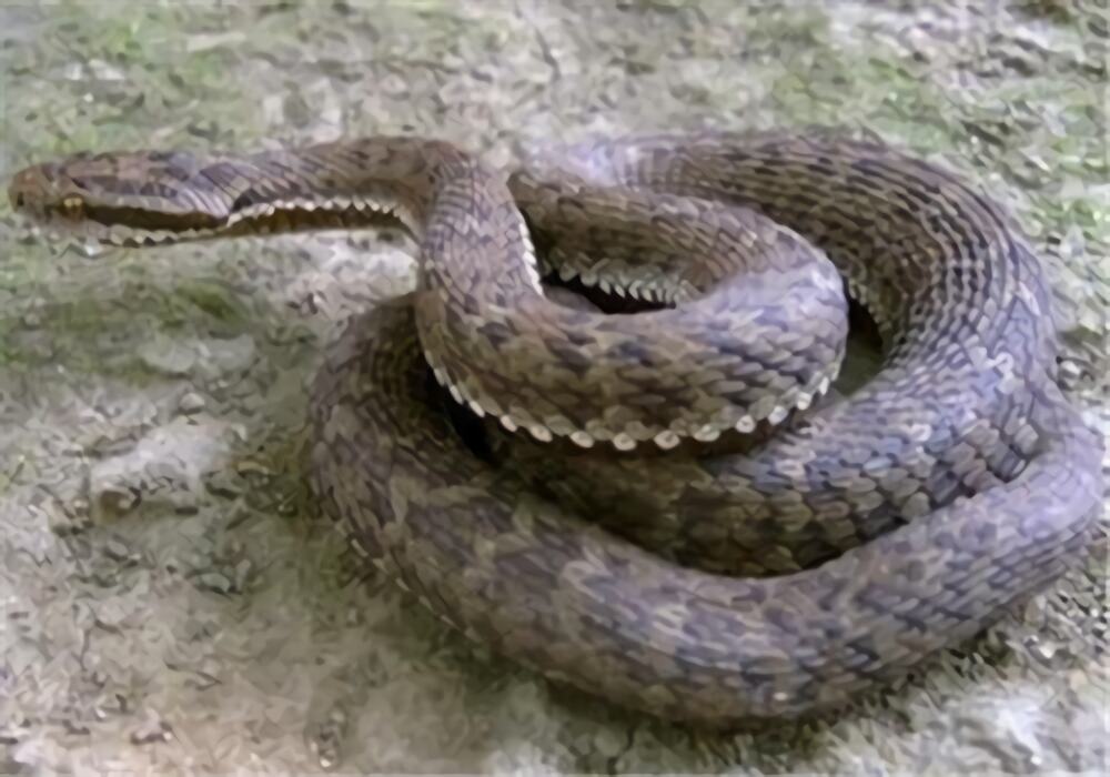 高原蝮身份信息