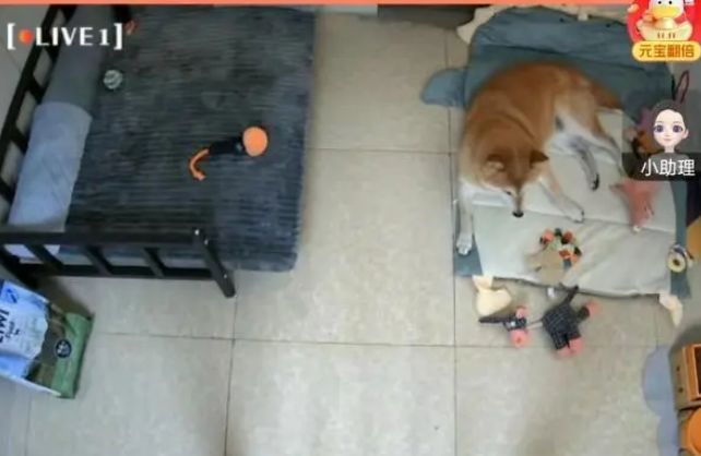 被第二次拍卖的柴犬登登:在等一个不会抛弃它的新主人