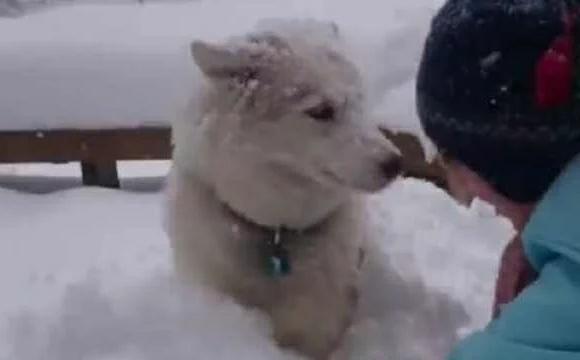 哈士奇把主人堆的雪人弄没了,于是主人一生气把二哈堆成了雪狗